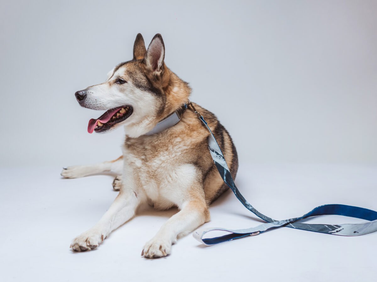 Petopia Concept X Woga póráz